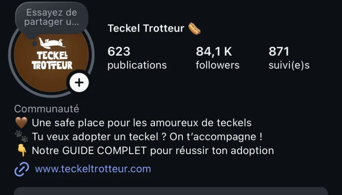 Comptes Instagram, TikTok et Facebook sur la race de chien Teckel
