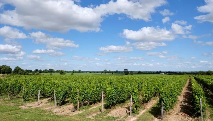 Très beau domaine viticole Anjou